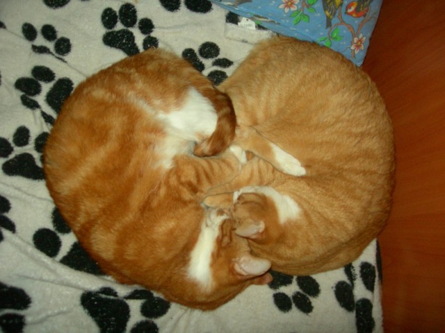Котовторник 28.01.2020