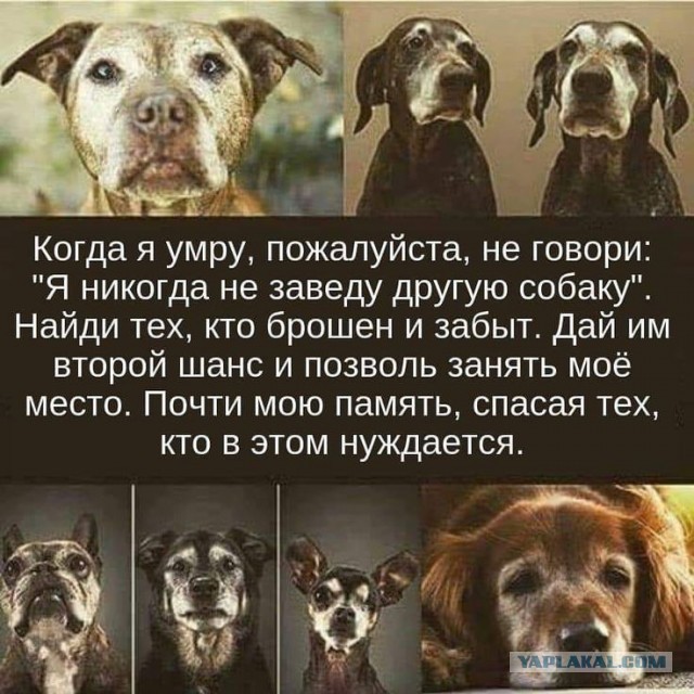 Месяц без собаки