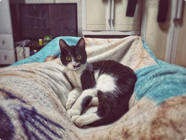 Котофеев пост