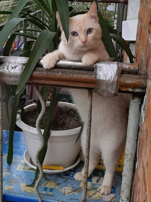 Зверушки