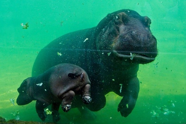 Эти забавные животные