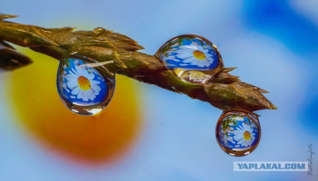 Лучше работы макросъемки Close-Up Photography Awards-2020