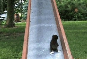 Котята на горке