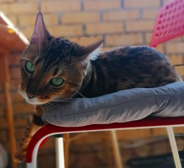 Хоба! Котовторник!
