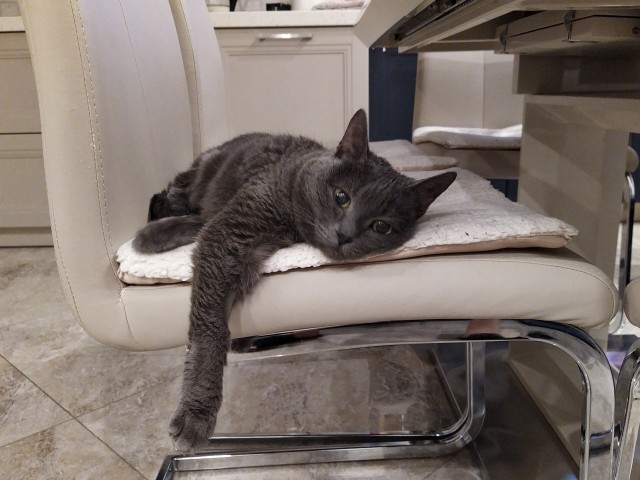 Мои личные котейки к котовторнику!