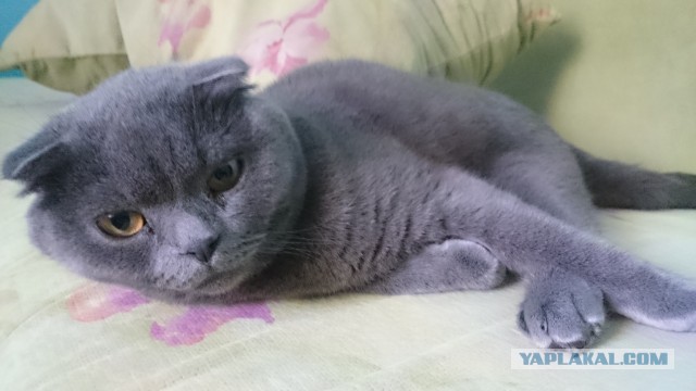 Котовторник 14.09.2021