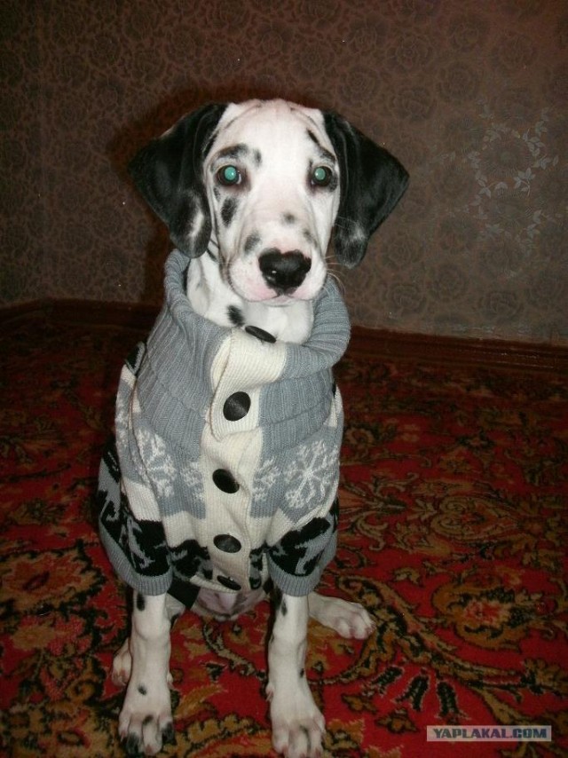 Мясной торт.