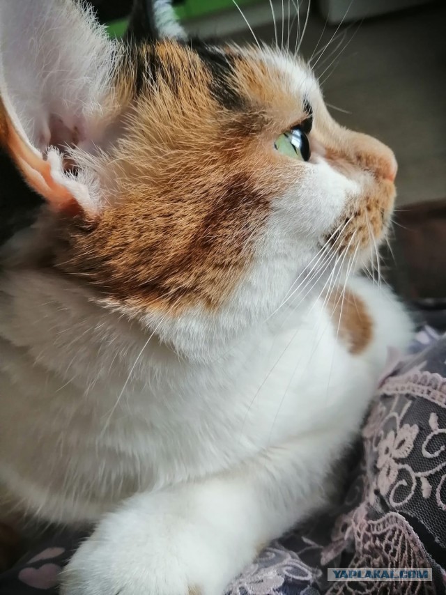 Котовторник