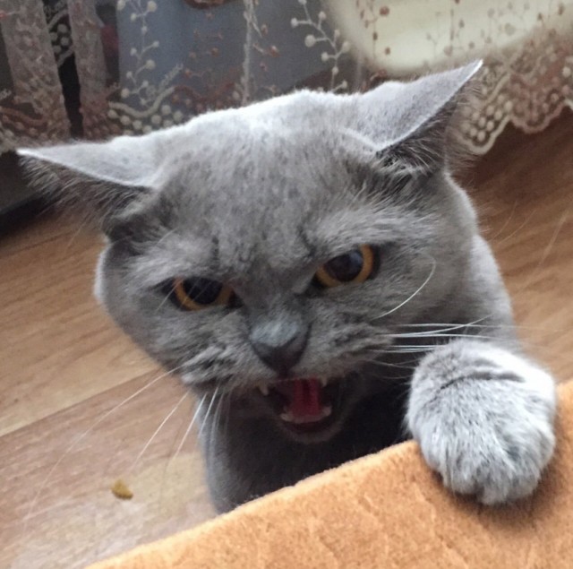 Весёлые картинки 13.04.2022