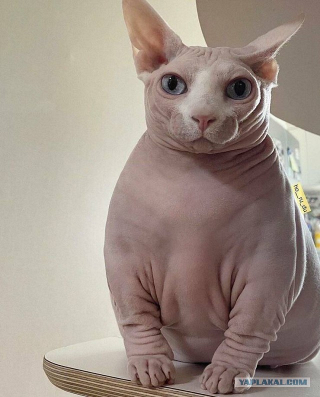 Забавные и смешные картинки на котовторник