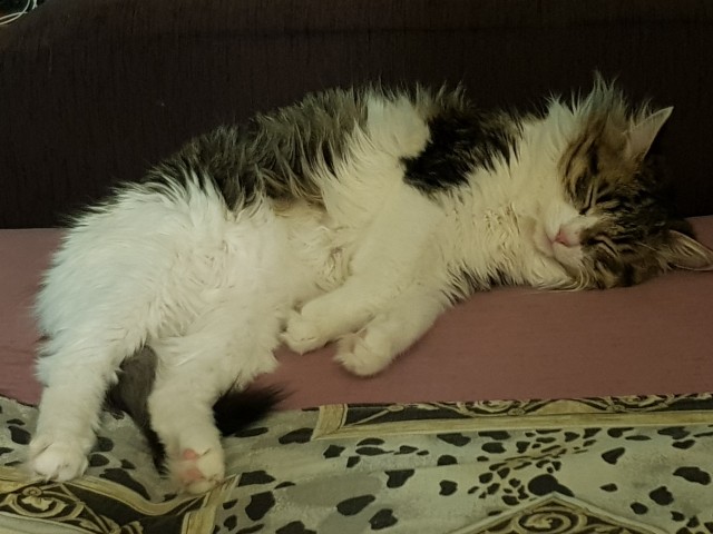 Котовторник. Немного сицилийских котов.