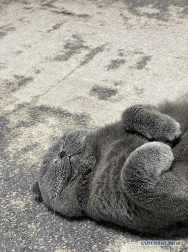 Шерстяной котовторник. Октябрь 2022