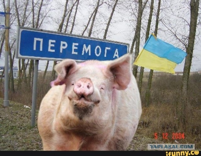Если мы вдруг проиграем, суды в Гааге ждут даже дворника