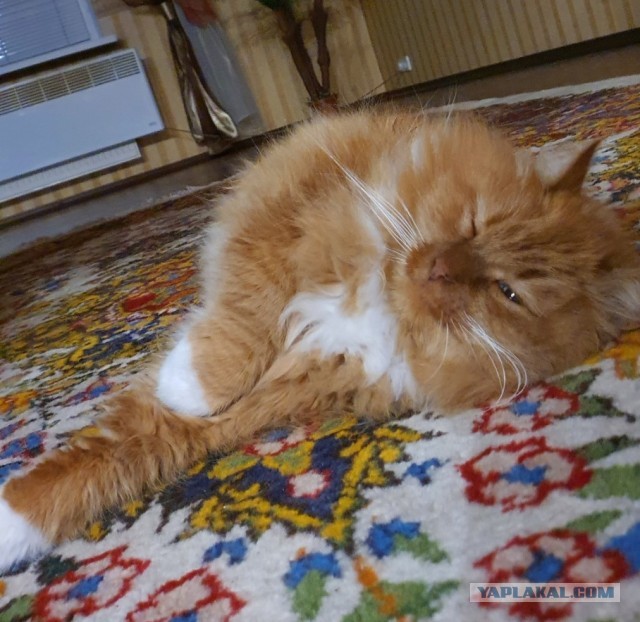 Кот Филимон