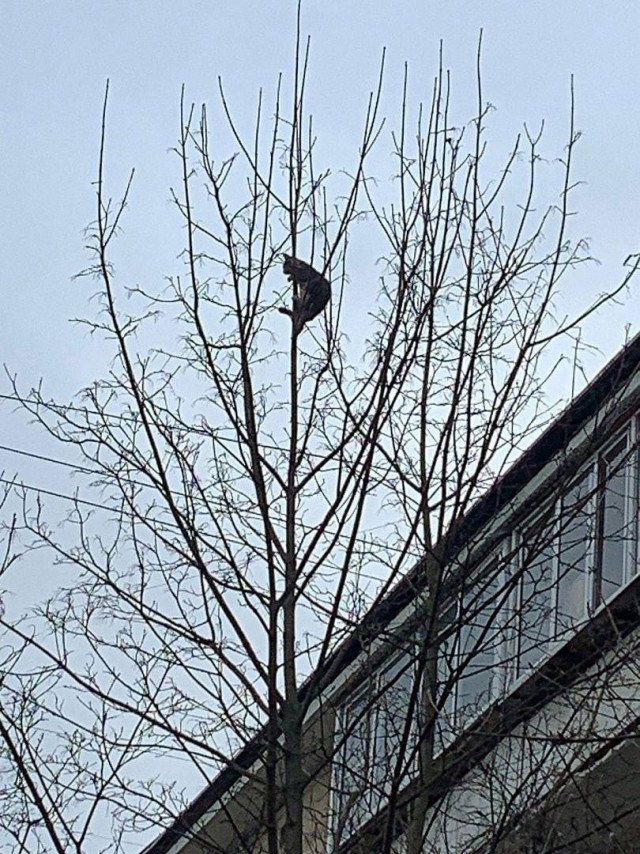 Жители Зеленограда организовали спецоперацию по спасению котёнка, который не мог слезть с дерева