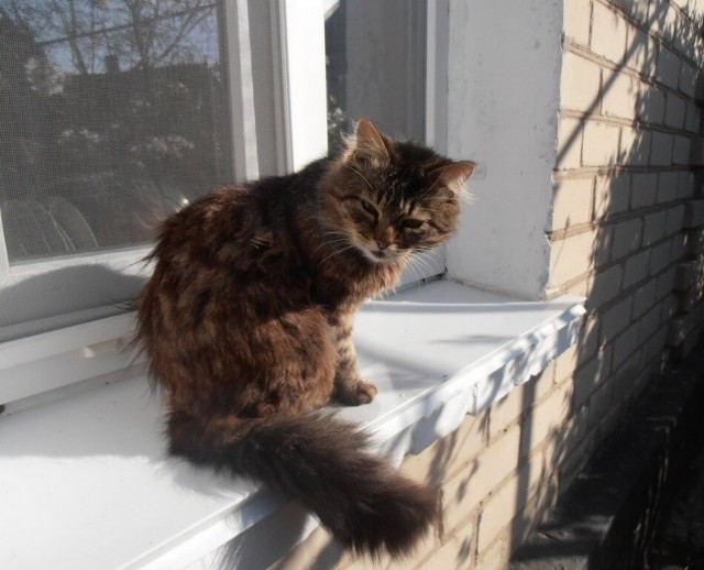 Начинаем котофторник?