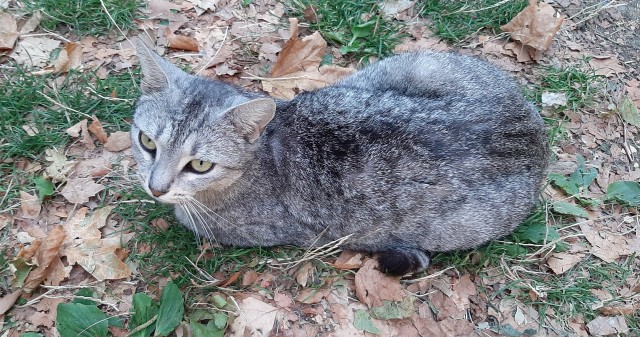 Начинаем котофторник?