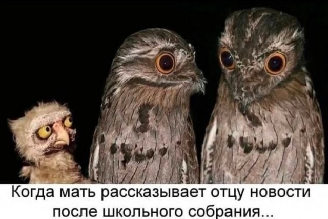 Просто картинки из сети