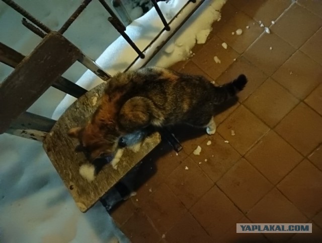 ККК № 29 «Снежная сказка»