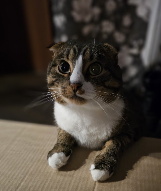 Толстые коты