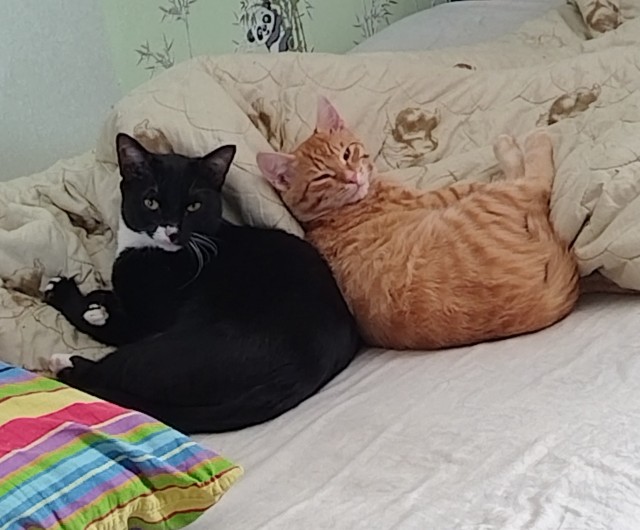 Всех с котовторником