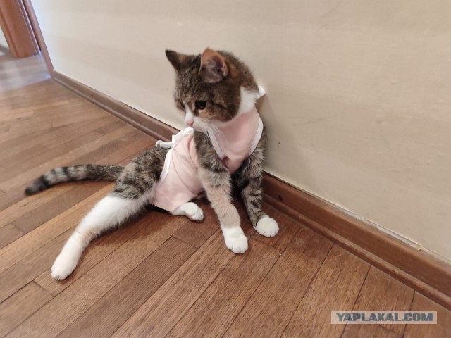 Подкидыш