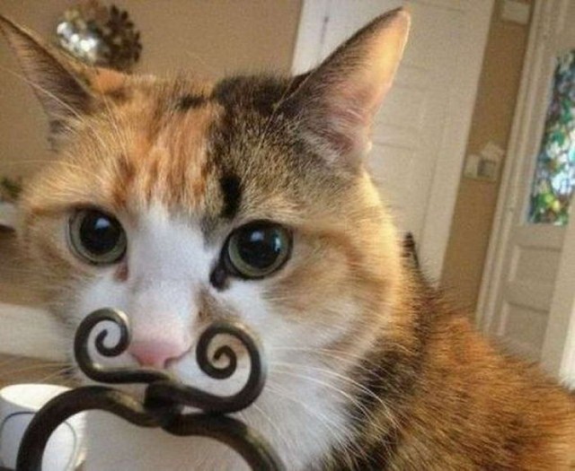 Котовтоник в картинках
