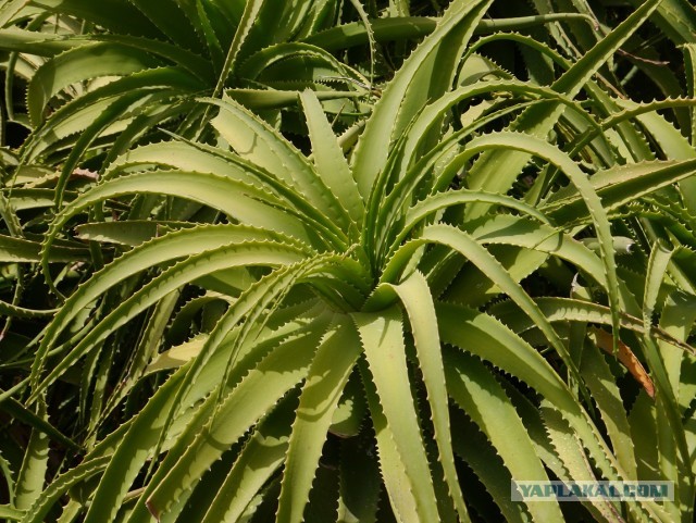 Остров Искья, Италия.