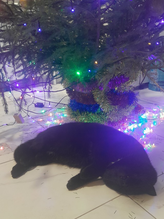 Котовторник 31.12.2024. Последний котовторник года
