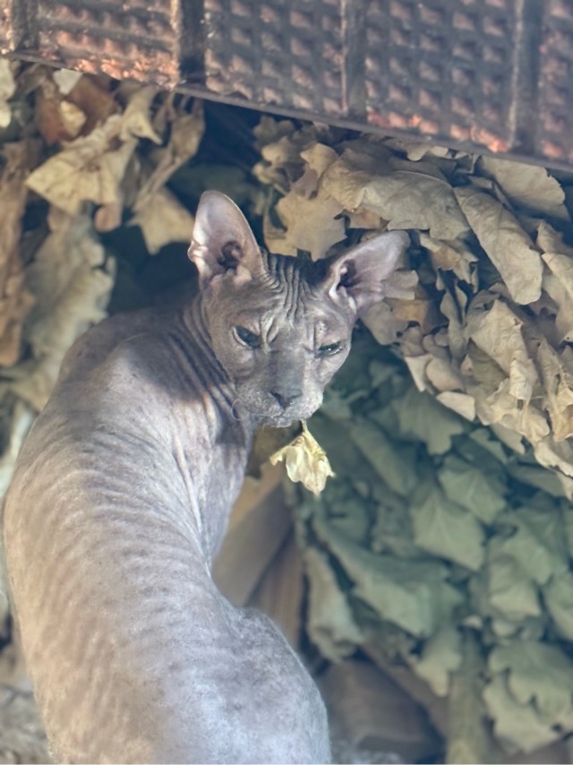 Нефотогеничный кот