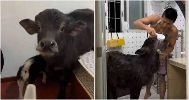 Китаец не может снять жилье с питомцем-буйволом