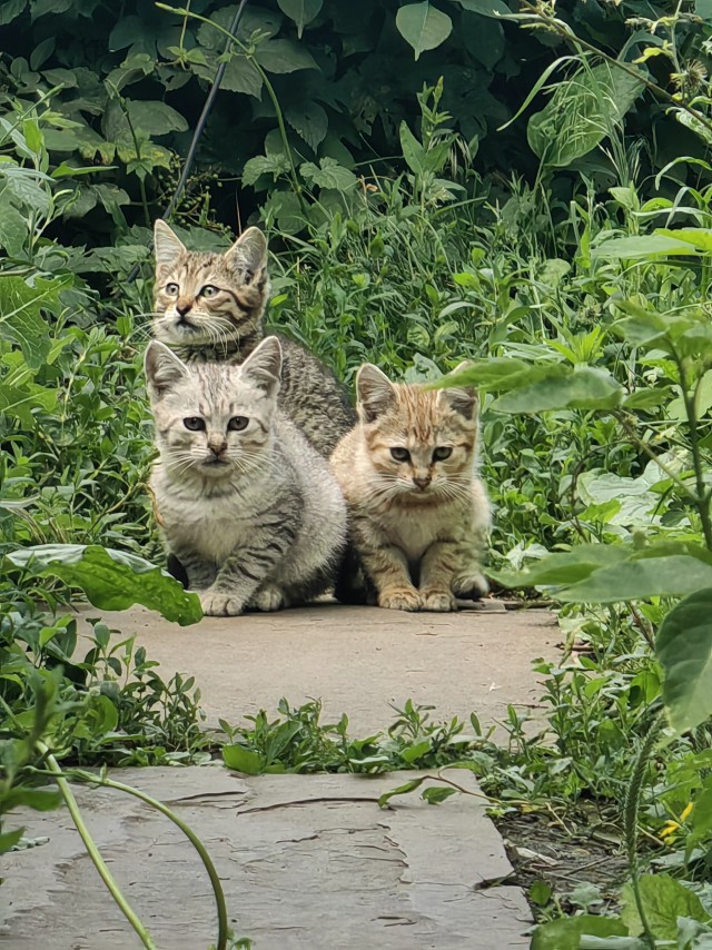 У бабушки в деревне