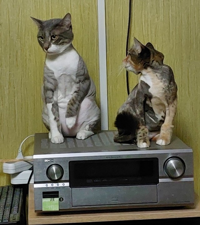 Котовторник.Наши модели