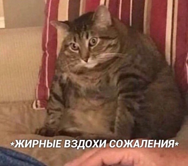 Веселых картинок вам в ленту