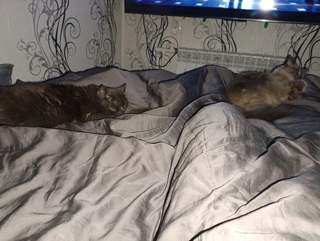А котовторник уже пришёл?