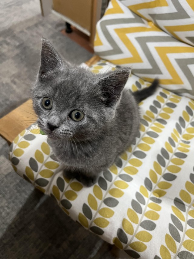 Рандомных фото котов тред