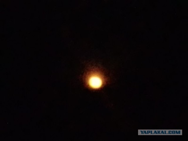 Жизнь домашнего приюта для котеек 575