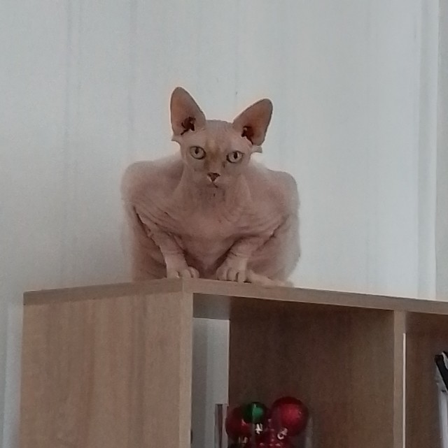 Гоняем лысого
