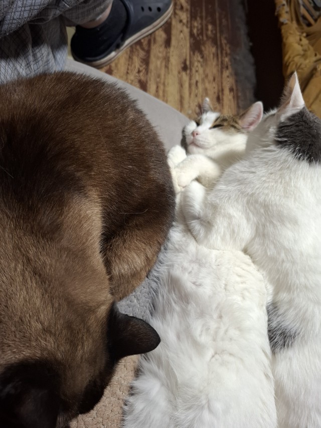 Котовторнок