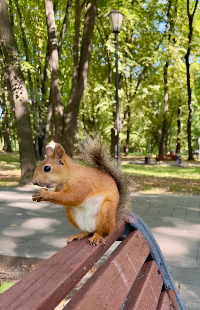 Белочка пришла!