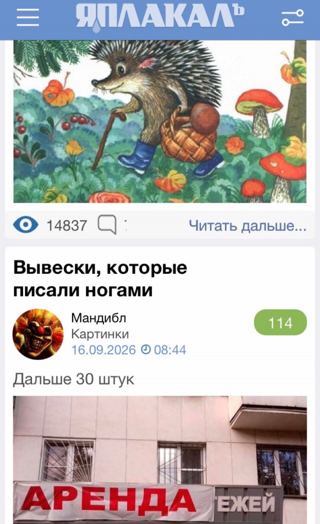 Почти всё, что вы знаете про ежей — вымысел