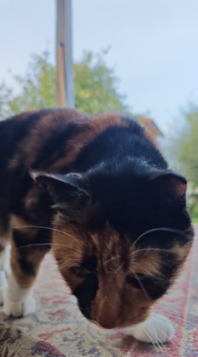 Котовторник 29.09.2026
