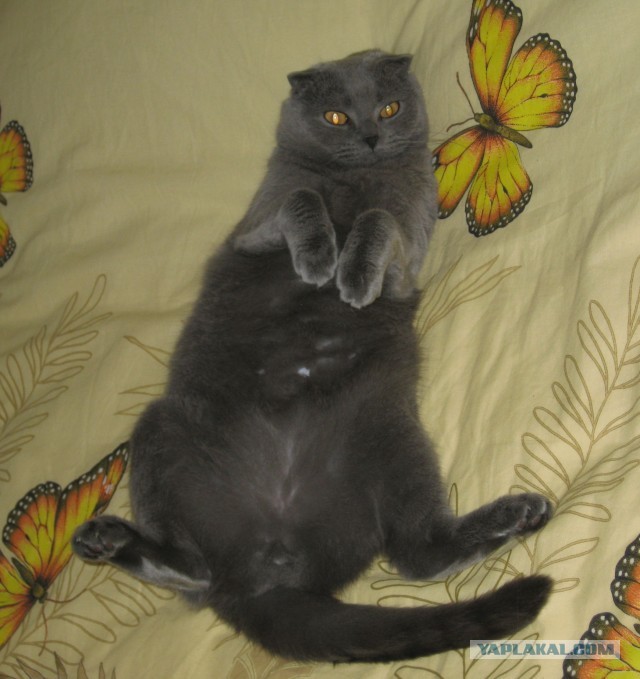 Коты и время