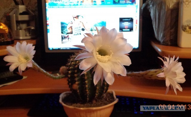 Расцвел кактус