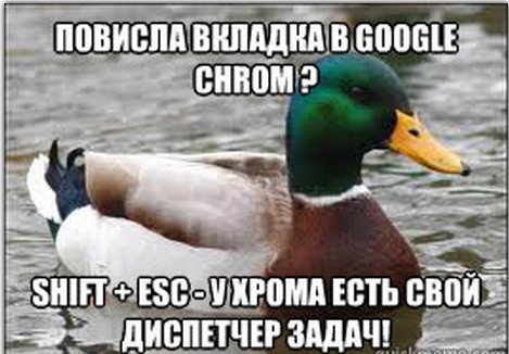 Утка - советчик