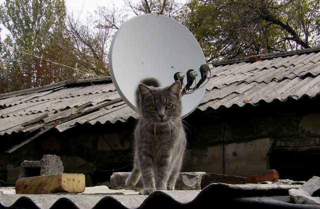 Котовторник 22.10.2013