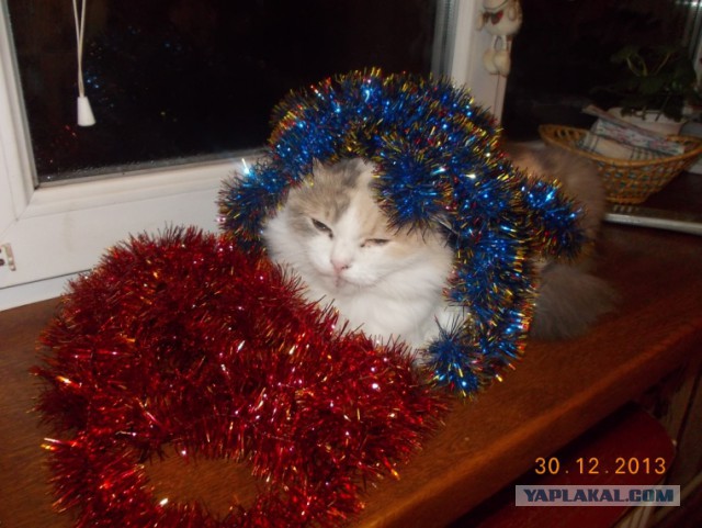Котовторник   31.12.  2013