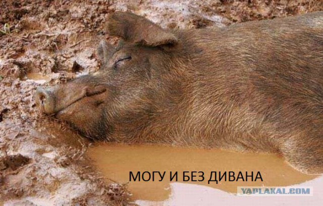 Ученые доказали, что лежать на диване...