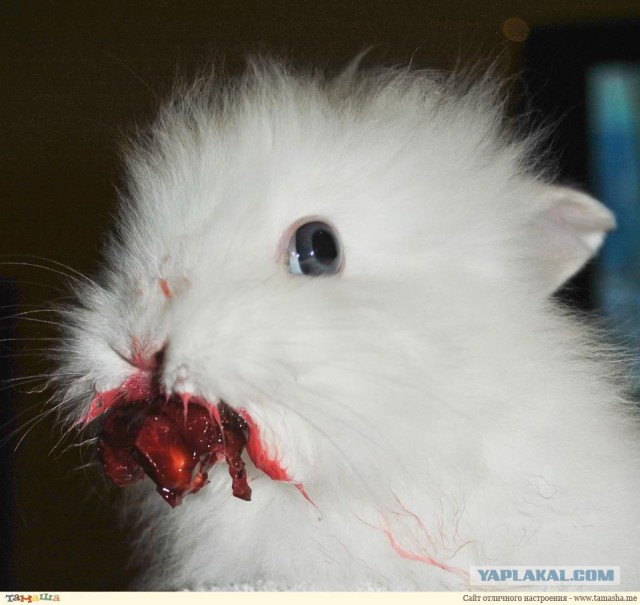 Вот уж не ждали от котов