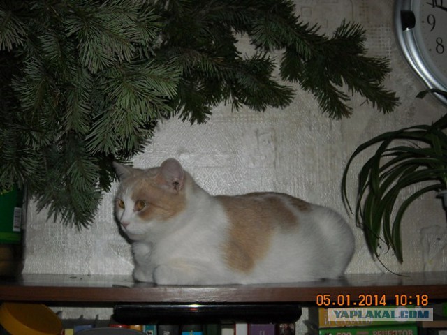 Котовторник 01.04.2014